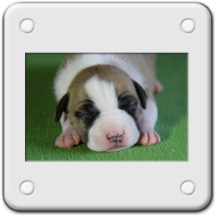 puppiesamstaffkwazargold